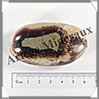 SEPTARIA - Galet de Soins - 69 grammes - 65x35x20 mm - Y003 Madagascar